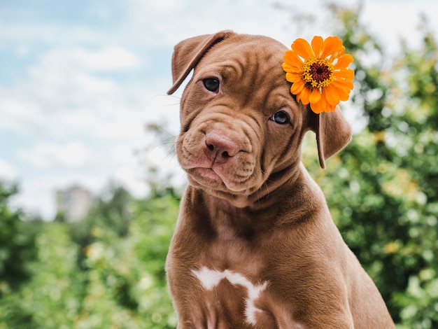 Filhote de cachorro bonito da cor do chocolate com uma flor brilhante na cabeça em um fundo de céu azul em um dia claro e ensolarado. Close-up, ao ar livre. Conceito de cuidado, educação, treinamento de obediência, criação de animais de estimação