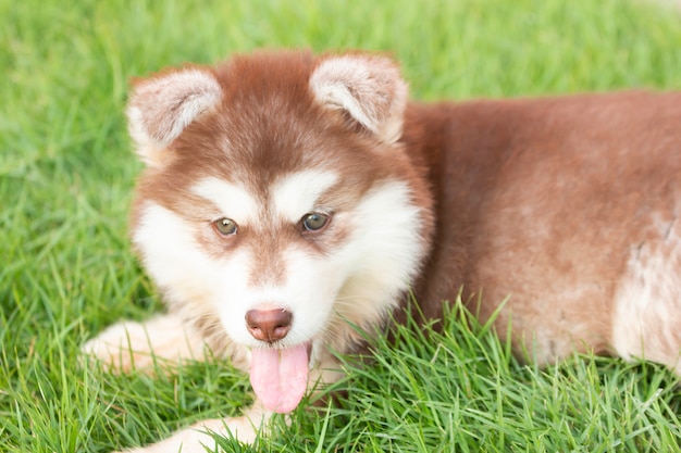 Filhote de cachorro bonito de cão Husky siberiano