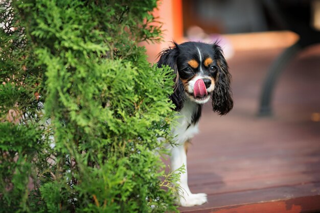 Filhote de cachorro bonito de cavalier spaniel lambendo o nariz