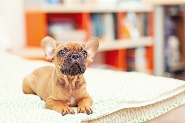 Filhote de cachorro bonito do buldogue francês, dois meses velho. foco seletivo