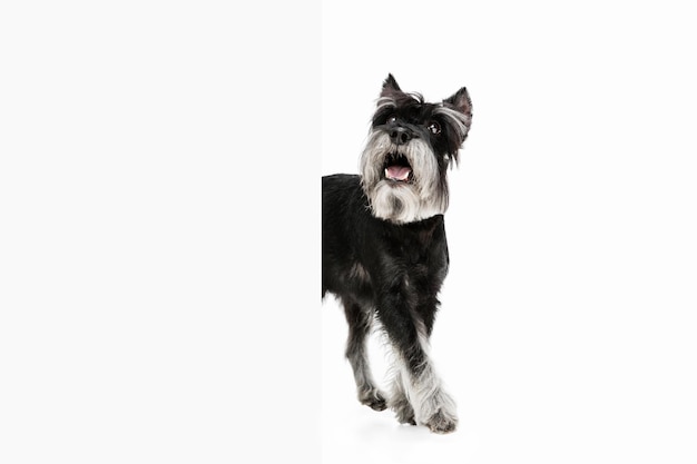 Filhote de cachorro bonito do cão Schnauzer miniatura posando isolado sobre fundo branco