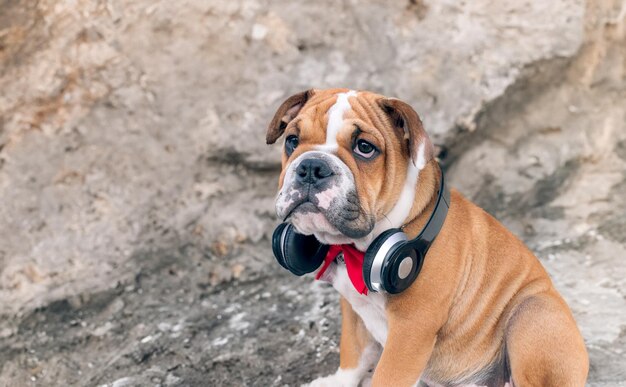 Filhote de cachorro bonito doce e chateado expressando emoções