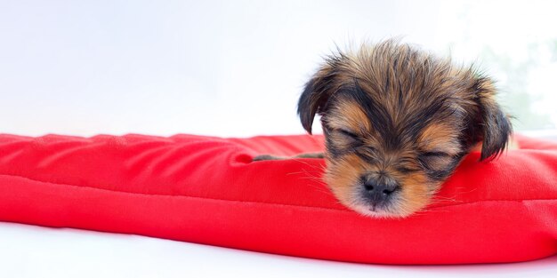 Filhote de cachorro bonito dormindo em um colchão vermelho