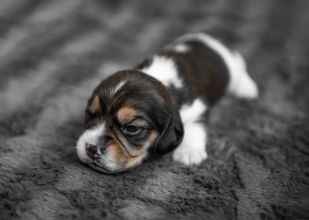 Filhote de cachorro bonito, dormindo no véu