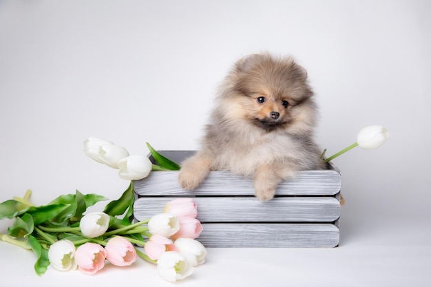 Filhote de cachorro bonito e fofo da pomerânia senta-se em uma cesta com um buquê de flores de primavera em um fundo branco