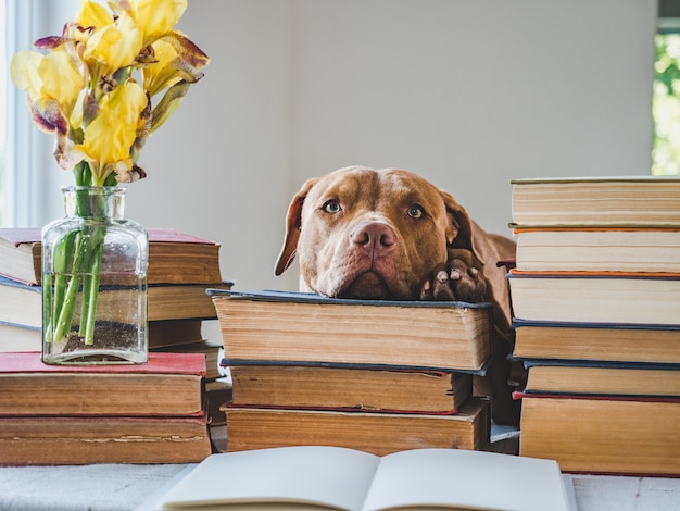 Filhote de cachorro bonito e livros antigos.