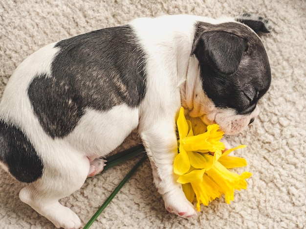 Filhote de cachorro bonito e um buquê de flores brilhantes