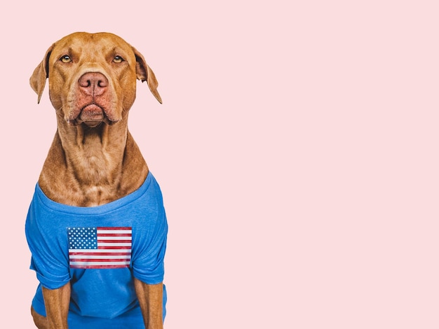 Filhote de cachorro bonito em uma camisa azul com uma bandeira americana