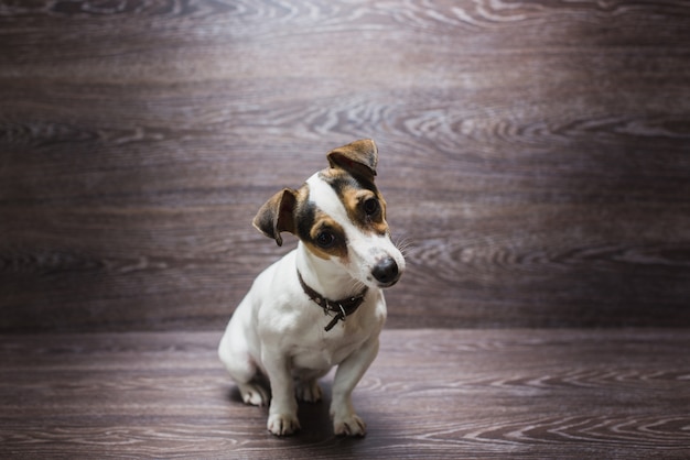 Foto filhote de cachorro bonito está olhando com curiosidade