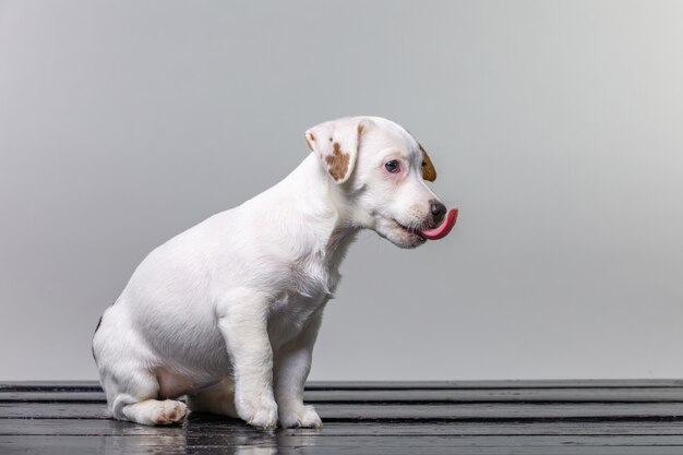 Filhote de cachorro bonito Jack Russell Terrier sentado no banco e lambendo o nariz com a língua em branco