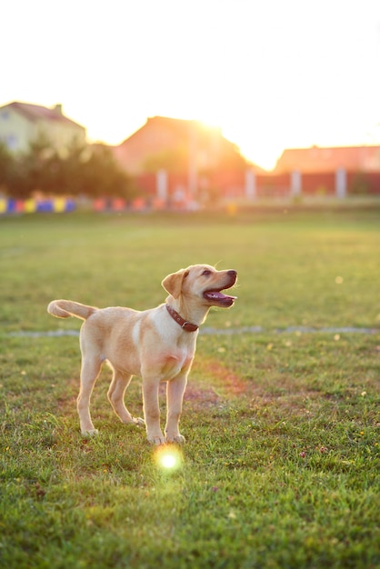 Filhote de cachorro bonito Labrador jogando no gramado ao pôr do sol ou nascer do sol