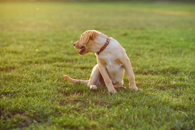 Filhote de cachorro bonito Labrador Retriever sentado na grama, no pôr do sol ou nascer do sol