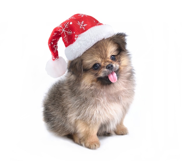 Filhote de cachorro bonito Pomerânia raça misturada cão pequinês no chapéu de Papai Noel para feliz Natal e feliz ano novo, isolado no fundo branco.