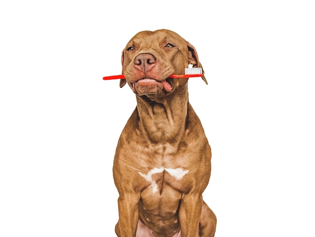 Filhote de cachorro bonito segurando escova de dentes closeup tiro de estúdio