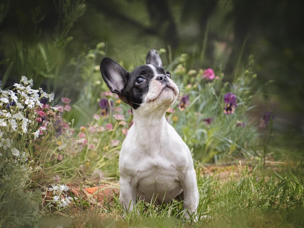 Filhote de cachorro bonito senta-se em um prado perto de flores em crescimento