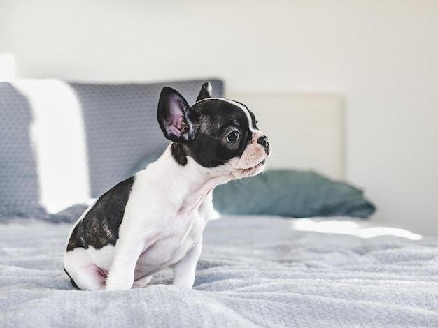 Filhote de cachorro bonito sentado na cama na sala de estar Dia claro e ensolarado Closeup dentro de casa Foto de estúdio Luz do dia Conceito de cuidado educação obediência treinamento e criação de animais de estimação