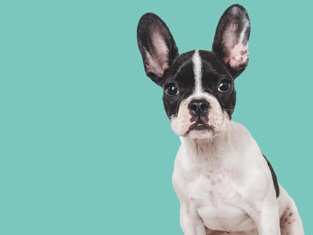 Filhote de cachorro bonito sentado na mesa Foto de estúdio Fundo isolado Dia claro e ensolarado Close-up dentro de casa Luz do dia Conceito de cuidado, educação, obediência, treinamento e criação de animais de estimação