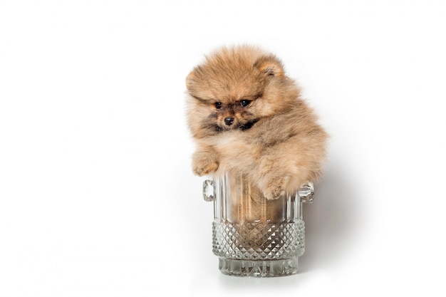 Filhote de cachorro bonito spitz em um copo de cerveja