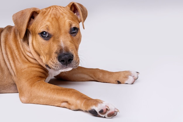 Filhote de cachorro bonito staffordshire terrier