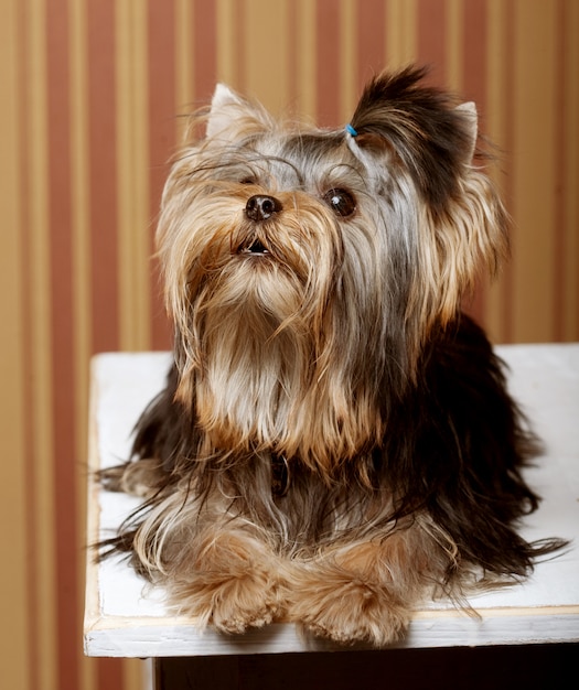 Filhote de cachorro bonito yorkshire terrier