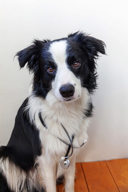 Filhote de cachorro border collie com estetoscópio isolado no fundo branco