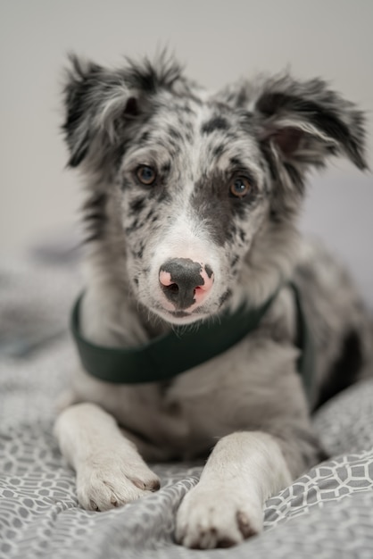 Filhote de cachorro border collie merle