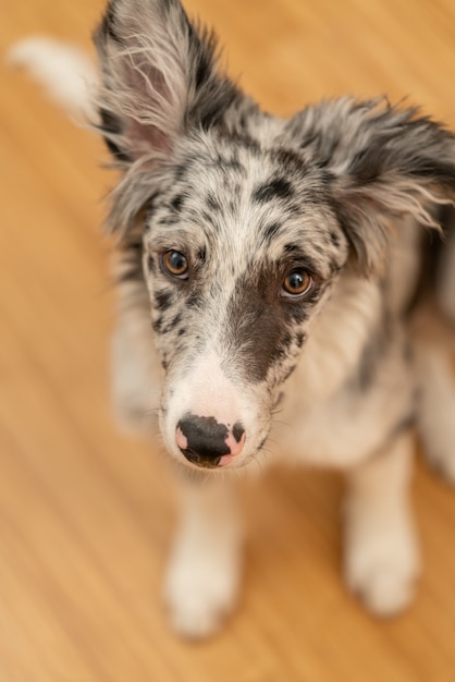 Filhote de cachorro border collie merle