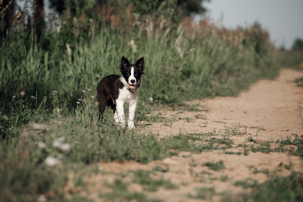 Filhote de cachorro border collie preto e branco correndo no campo