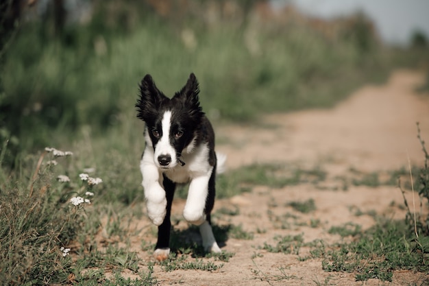 Filhote de cachorro border collie preto e branco correndo no campo