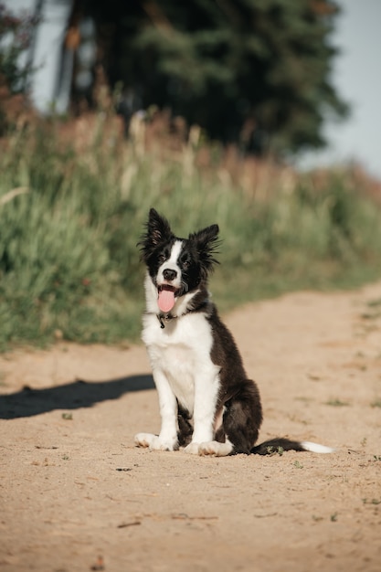 Filhote de cachorro border collie preto e branco