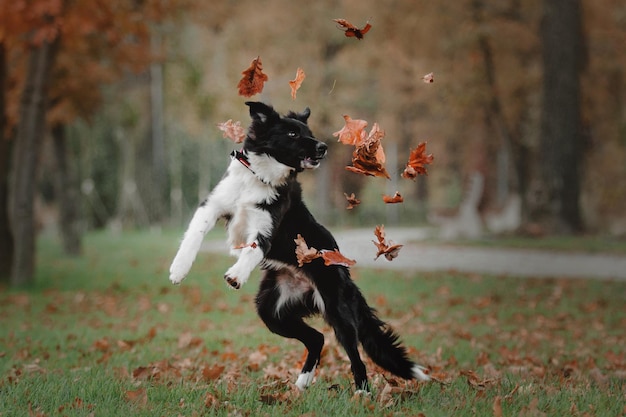 Filhote de cachorro border collie pulando e pegando as folhas de outono no parque
