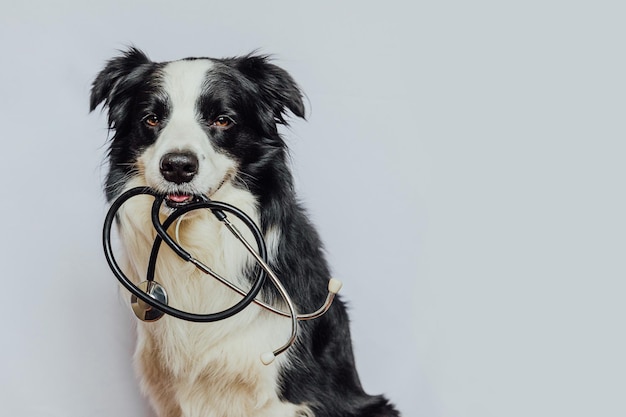 Filhote de cachorro border collie segurando o estetoscópio na boca isolado no fundo branco Cão de estimação de raça pura na recepção no médico veterinário na clínica veterinária Cuidados de saúde do animal de estimação e conceito de animais