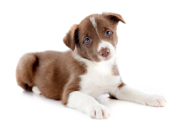 Filhote de cachorro border collie