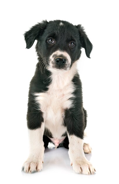 Foto filhote de cachorro border collie