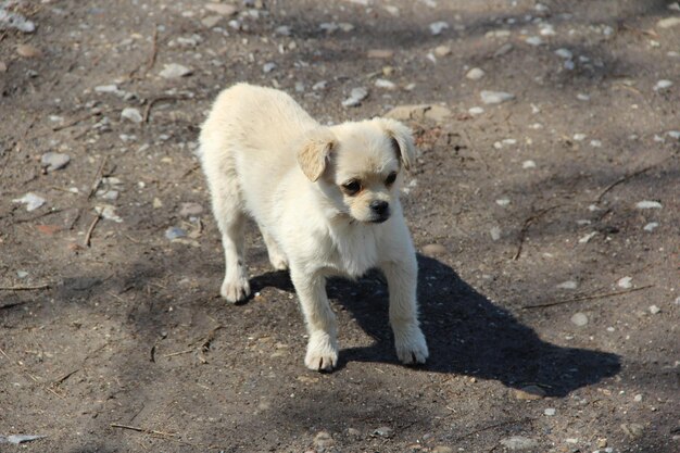 Filhote de cachorro branco na estrada