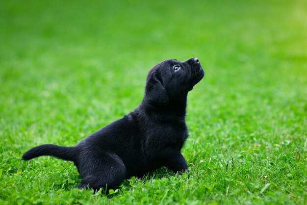 Filhote de cachorro brincalhão de labrador preto Filhote de labrador na grama verde