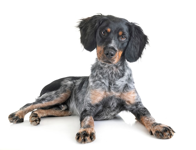 filhote de cachorro brittany spaniel