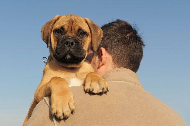 Foto filhote de cachorro bull mastiff