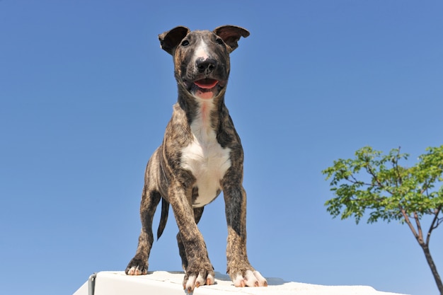 Filhote de cachorro bull terrier em pé ao ar livre