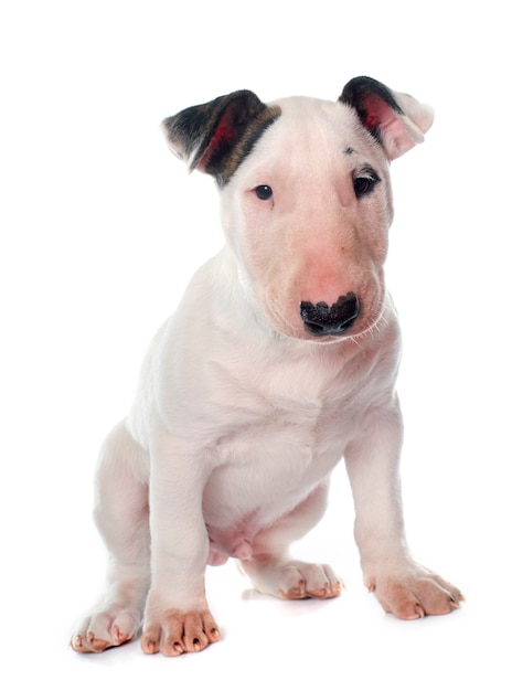 filhote de cachorro bull terrier