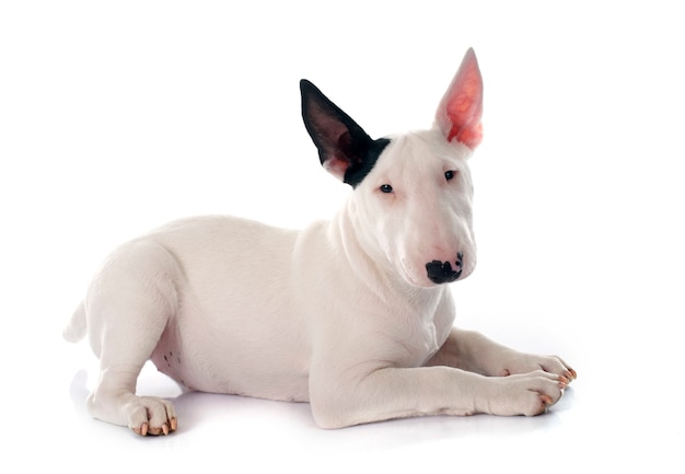 Filhote de cachorro bull terrier