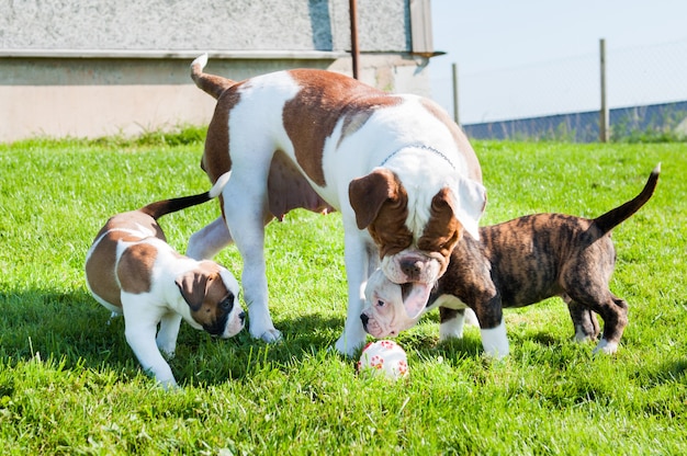 Filhote de cachorro Bulldog Americano engraçado com a mãe cadela adulta