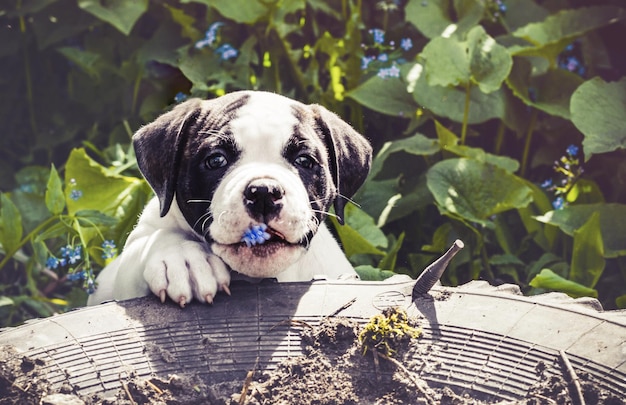 Filhote de cachorro bulldog americano para um passeio no parque.