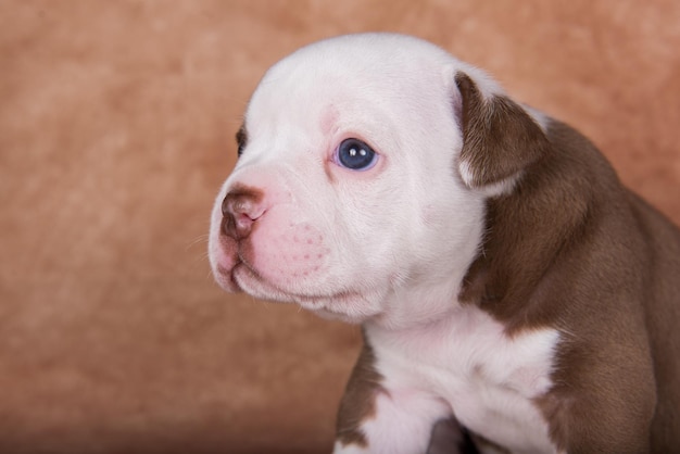 Filhote de cachorro bullies americano engraçado close-up retrato