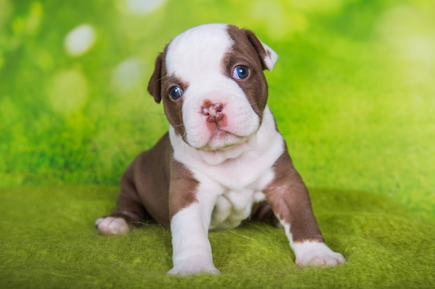 Filhote de cachorro bullies americano engraçado sobre fundo verde