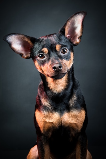 Filhote de cachorro, cachorro, retrato de terrier de brinquedo