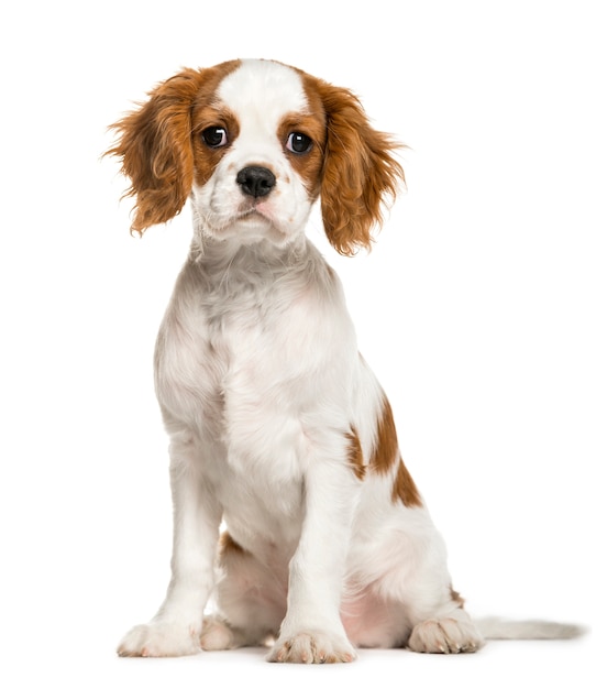 Filhote de cachorro Cavalier King Charles Spaniel, isolado no branco