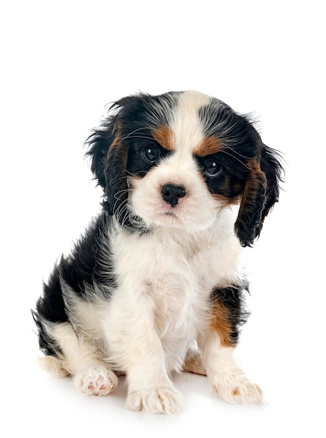 filhote de cachorro cavalier king charles