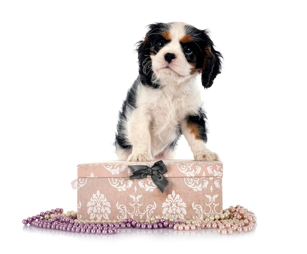 filhote de cachorro cavalier king charles