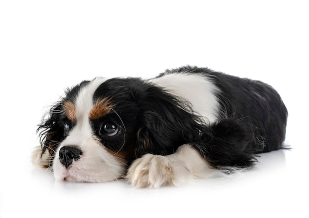 filhote de cachorro cavalier king charles